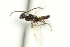  ( - CNCHYM 015324)  @11 [ ] CreativeCommons - Attribution (2012) CNC/CBG Photography Group Centre for Biodiversity Genomics