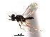  ( - CNCHYM 015346)  @11 [ ] CreativeCommons - Attribution (2012) CNC/CBG Photography Group Centre for Biodiversity Genomics