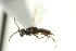  ( - CNCHYM 015350)  @11 [ ] CreativeCommons - Attribution (2012) CNC/CBG Photography Group Centre for Biodiversity Genomics