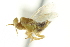  ( - CNCHYM 015425)  @11 [ ] CreativeCommons - Attribution (2012) CNC/CBG Photography Group Centre for Biodiversity Genomics