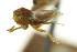  ( - CNCHYM 015428)  @11 [ ] CreativeCommons - Attribution (2012) CNC/CBG Photography Group Centre for Biodiversity Genomics