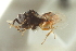  ( - CNCHYM 015435)  @11 [ ] CreativeCommons - Attribution (2012) CNC/CBG Photography Group Centre for Biodiversity Genomics