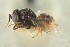  ( - CNCHYM 015436)  @11 [ ] CreativeCommons - Attribution (2012) CNC/CBG Photography Group Centre for Biodiversity Genomics