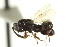  ( - CNCHYM 015510)  @11 [ ] CreativeCommons - Attribution (2012) CNC/CBG Photography Group Centre for Biodiversity Genomics