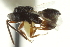  ( - CNCHYM 015512)  @11 [ ] CreativeCommons - Attribution (2012) CNC/CBG Photography Group Centre for Biodiversity Genomics
