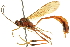  ( - CNCHYM 012898)  @14 [ ] CreativeCommons - Attribution (2012) CNC/CBG Photography Group Centre for Biodiversity Genomics