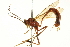  ( - CNCHYM 012907)  @14 [ ] CreativeCommons - Attribution (2012) CNC/CBG Photography Group Centre for Biodiversity Genomics