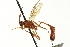  ( - CNCHYM 012954)  @11 [ ] CreativeCommons - Attribution (2012) CNC/CBG Photography Group Centre for Biodiversity Genomics