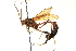  ( - CNCHYM 012995)  @11 [ ] CreativeCommons - Attribution (2012) CNC/CBG Photography Group Centre for Biodiversity Genomics