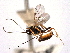  (Temelucha cookii - CNCHYM 012358)  @11 [ ] CreativeCommons - Attribution (2012) CNC/CBG Photography Group Centre for Biodiversity Genomics