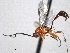  ( - CNCHYM 012367)  @11 [ ] CreativeCommons - Attribution (2012) CNC/CBG Photography Group Centre for Biodiversity Genomics