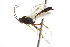  (Temelucha electella - CNCHYM 012368)  @11 [ ] CreativeCommons - Attribution (2012) CNC/CBG Photography Group Centre for Biodiversity Genomics