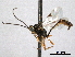  (Temelucha evetriae - CNCHYM 012372)  @11 [ ] CreativeCommons - Attribution (2012) CNC/CBG Photography Group Centre for Biodiversity Genomics