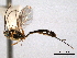  (Temelucha forbesi - CNCHYM 012388)  @11 [ ] CreativeCommons - Attribution (2012) CNC/CBG Photography Group Centre for Biodiversity Genomics