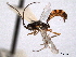  (Temelucha maritima - CNCHYM 012411)  @11 [ ] CreativeCommons - Attribution (2012) CNC/CBG Photography Group Centre for Biodiversity Genomics