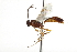  ( - CNCHYM 012420)  @11 [ ] CreativeCommons - Attribution (2012) CNC/CBG Photography Group Centre for Biodiversity Genomics