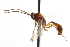  ( - CNCHYM 012423)  @11 [ ] CreativeCommons - Attribution (2012) CNC/CBG Photography Group Centre for Biodiversity Genomics