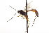  (Temelucha platynotae - CNCHYM 012441)  @11 [ ] CreativeCommons - Attribution (2012) CNC/CBG Photography Group Centre for Biodiversity Genomics