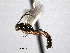 (Temelucha undulata - CNCHYM 012461)  @11 [ ] CreativeCommons - Attribution (2012) CNC/CBG Photography Group Centre for Biodiversity Genomics