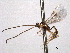  ( - CNCHYM 012480)  @11 [ ] CreativeCommons - Attribution (2012) CNC/CBG Photography Group Centre for Biodiversity Genomics