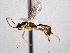  ( - CNCHYM 012481)  @11 [ ] CreativeCommons - Attribution (2012) CNC/CBG Photography Group Centre for Biodiversity Genomics