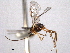  ( - CNCHYM 012508)  @11 [ ] CreativeCommons - Attribution (2012) CNC/CBG Photography Group Centre for Biodiversity Genomics