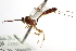  ( - CNCHYM 012509)  @11 [ ] CreativeCommons - Attribution (2012) CNC/CBG Photography Group Centre for Biodiversity Genomics