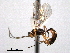  ( - CNCHYM 012517)  @11 [ ] CreativeCommons - Attribution (2012) CNC/CBG Photography Group Centre for Biodiversity Genomics