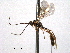  ( - CNCHYM 012520)  @11 [ ] CreativeCommons - Attribution (2012) CNC/CBG Photography Group Centre for Biodiversity Genomics