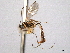  ( - CNCHYM 012521)  @11 [ ] CreativeCommons - Attribution (2012) CNC/CBG Photography Group Centre for Biodiversity Genomics