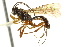  ( - CNCHYM 012552)  @11 [ ] CreativeCommons - Attribution (2012) CNC/CBG Photography Group Centre for Biodiversity Genomics