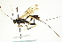  ( - CNCHYM 013075)  @11 [ ] CreativeCommons - Attribution (2012) CNC/CBG Photography Group Centre for Biodiversity Genomics