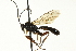  ( - CNCHYM 013139)  @11 [ ] CreativeCommons - Attribution (2012) CNC/CBG Photography Group Centre for Biodiversity Genomics