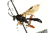  (Mesoclistus cushmani - CNCHYM 013140)  @14 [ ] CreativeCommons - Attribution (2012) CNC/CBG Photography Group Centre for Biodiversity Genomics