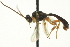  (Chorinaeus aequalis - CNCHYM 013162)  @11 [ ] CreativeCommons - Attribution (2012) CNC/CBG Photography Group Centre for Biodiversity Genomics