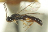  ( - CNCHYM 013176)  @11 [ ] CreativeCommons - Attribution (2012) CNC/CBG Photography Group Centre for Biodiversity Genomics