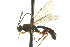  ( - CNCHYM 013190)  @11 [ ] CreativeCommons - Attribution (2012) CNC/CBG Photography Group Centre for Biodiversity Genomics