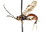  ( - CNCHYM 013447)  @13 [ ] CreativeCommons - Attribution (2012) CNC/CBG Photography Group Centre for Biodiversity Genomics