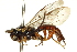  ( - CNCHYM 013448)  @11 [ ] CreativeCommons - Attribution (2012) CNC/CBG Photography Group Centre for Biodiversity Genomics