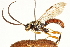  ( - CNCHYM 013451)  @11 [ ] CreativeCommons - Attribution (2012) CNC/CBG Photography Group Centre for Biodiversity Genomics