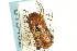  ( - CNCHYM 013452)  @11 [ ] CreativeCommons - Attribution (2012) CNC/CBG Photography Group Centre for Biodiversity Genomics