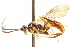  (Euceros thoracicus - CNCHYM 013456)  @13 [ ] CreativeCommons - Attribution (2012) CNC/CBG Photography Group Centre for Biodiversity Genomics