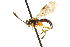  ( - CNCHYM 013466)  @11 [ ] CreativeCommons - Attribution (2012) CNC/CBG Photography Group Centre for Biodiversity Genomics