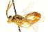  (Euceros semiothisae - CNCHYM 013472)  @13 [ ] CreativeCommons - Attribution (2012) CNC/CBG Photography Group Centre for Biodiversity Genomics