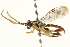 ( - CNCHYM 013473)  @11 [ ] CreativeCommons - Attribution (2012) CNC/CBG Photography Group Centre for Biodiversity Genomics