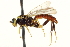  ( - CNCHYM 013474)  @11 [ ] CreativeCommons - Attribution (2012) CNC/CBG Photography Group Centre for Biodiversity Genomics