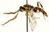  ( - CNCHYM 013475)  @11 [ ] CreativeCommons - Attribution (2012) CNC/CBG Photography Group Centre for Biodiversity Genomics