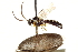  ( - CNCHYM 013480)  @12 [ ] CreativeCommons - Attribution (2012) CNC/CBG Photography Group Centre for Biodiversity Genomics