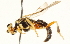  ( - CNCHYM 013482)  @13 [ ] CreativeCommons - Attribution (2012) CNC/CBG Photography Group Centre for Biodiversity Genomics