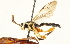  ( - CNCHYM 013483)  @11 [ ] CreativeCommons - Attribution (2012) CNC/CBG Photography Group Centre for Biodiversity Genomics